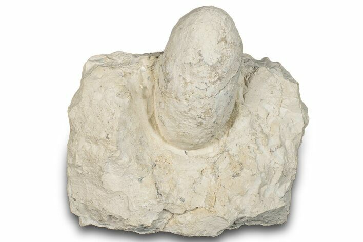 Eocene Fossil Crocodile Egg - Bouxwiller, France #293149